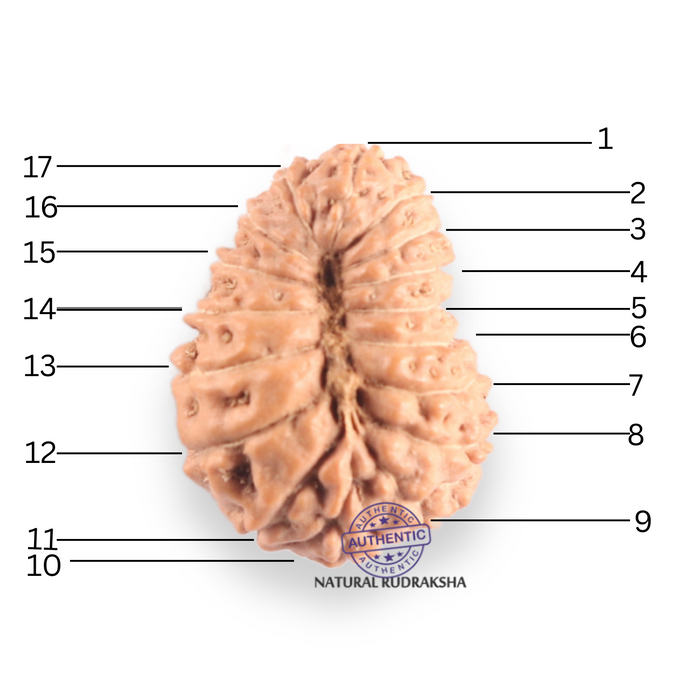 17 Mukhi Rudraksha from Indonesia - Bead No. 259