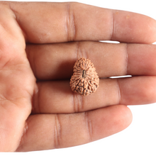 Load image into Gallery viewer, 17 Mukhi Rudraksha from Indonesia - Bead No. 259
