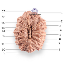 Load image into Gallery viewer, 17 Mukhi Rudraksha from Indonesia - Bead No. 260

