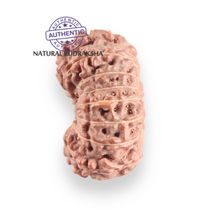 Load image into Gallery viewer, 17 Mukhi Rudraksha from Indonesia - Bead No. 260
