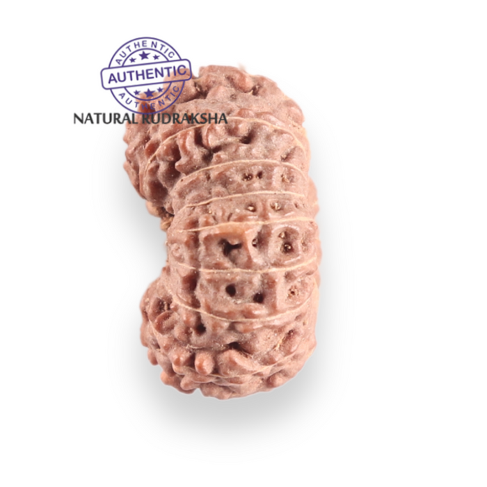 17 Mukhi Rudraksha from Indonesia - Bead No. 260