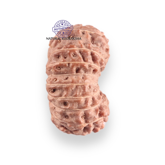 17 Mukhi Rudraksha from Indonesia - Bead No. 260