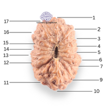 Load image into Gallery viewer, 17 Mukhi Rudraksha from Indonesia - Bead No. 261
