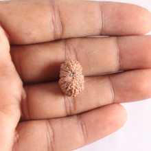 Load image into Gallery viewer, 17 Mukhi Rudraksha from Indonesia - Bead No. 261
