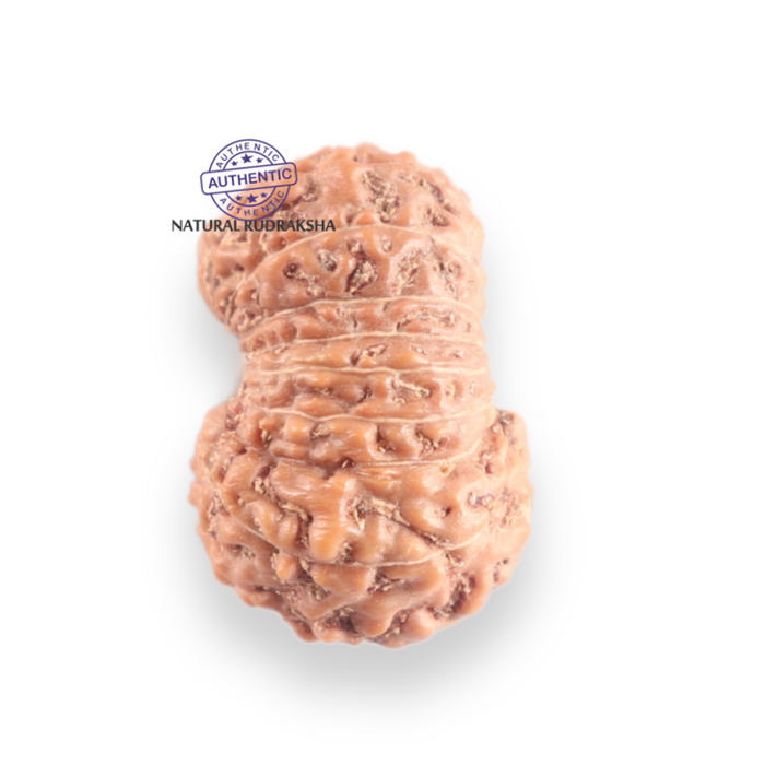 17 Mukhi Rudraksha from Indonesia - Bead No. 261