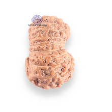 Load image into Gallery viewer, 17 Mukhi Rudraksha from Indonesia - Bead No. 261
