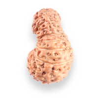 Load image into Gallery viewer, 17 Mukhi Rudraksha from Indonesia - Bead No. 262
