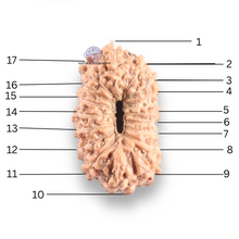 Load image into Gallery viewer, 17 Mukhi Rudraksha from Indonesia - Bead No. 263
