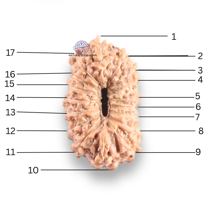 17 Mukhi Rudraksha from Indonesia - Bead No. 263