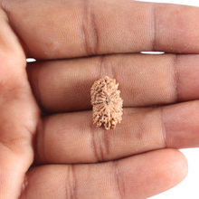 Load image into Gallery viewer, 17 Mukhi Rudraksha from Indonesia - Bead No. 263
