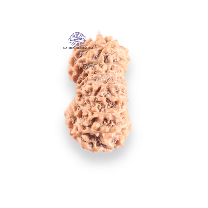 17 Mukhi Rudraksha from Indonesia - Bead No. 263