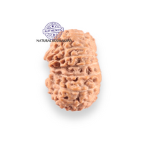 Load image into Gallery viewer, 17 Mukhi Rudraksha from Indonesia - Bead No. 264
