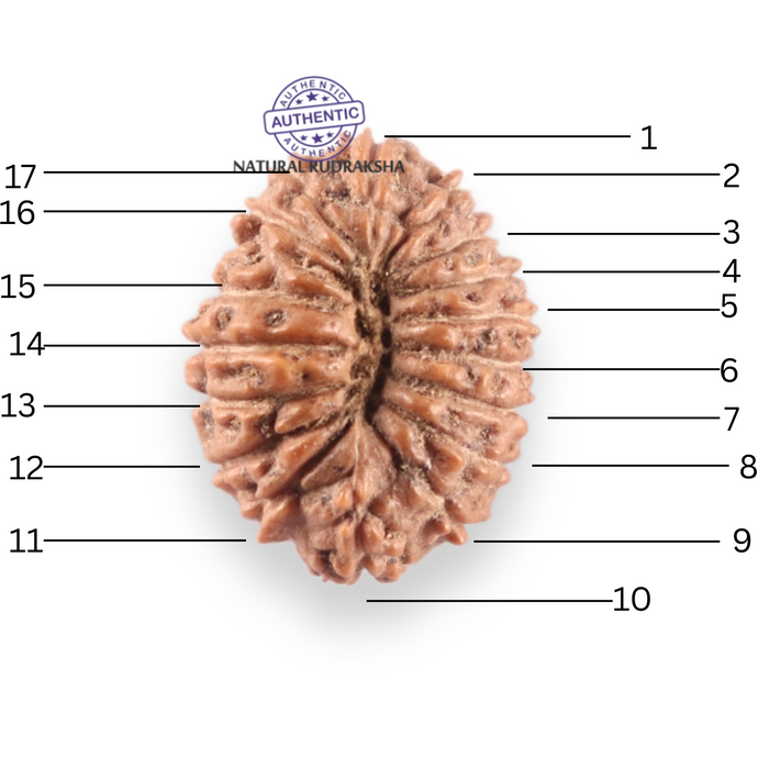 17 Mukhi Rudraksha from Indonesia - Bead No. 175