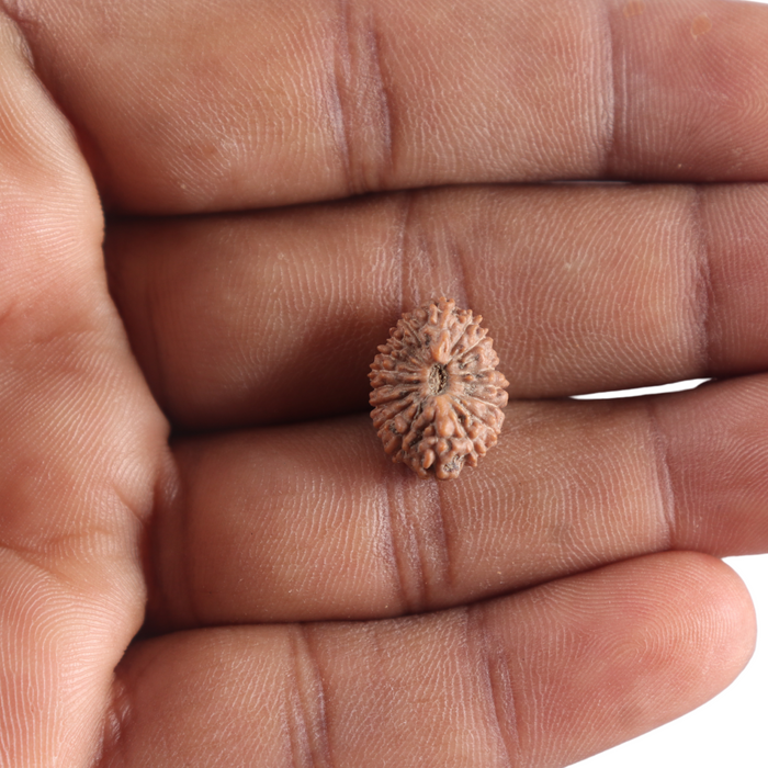 17 Mukhi Rudraksha from Indonesia - Bead No. 175