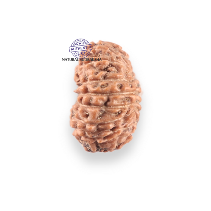 17 Mukhi Rudraksha from Indonesia - Bead No. 265