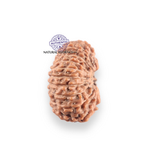 Load image into Gallery viewer, 17 Mukhi Rudraksha from Indonesia - Bead No. 265
