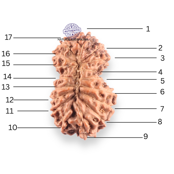 17 Mukhi Gaurishankar Rudraksha from Indonesia - Bead No. 266