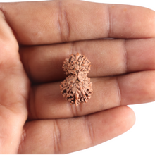 Load image into Gallery viewer, 17 Mukhi Gaurishankar Rudraksha from Indonesia - Bead No. 266
