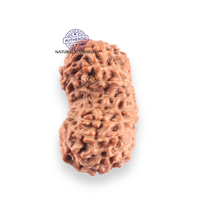 17 Mukhi Gaurishankar Rudraksha from Indonesia - Bead No. 266
