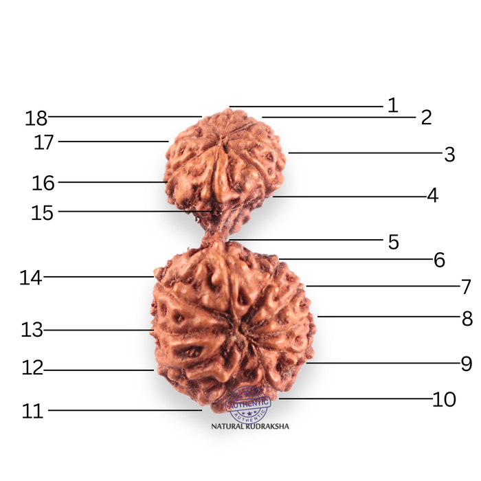 17 Mukhi Gaurishankar Rudraksha from Indonesia - Bead No. 268