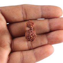 Load image into Gallery viewer, 17 Mukhi Gaurishankar Rudraksha from Indonesia - Bead No. 268
