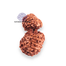 Load image into Gallery viewer, 17 Mukhi Gaurishankar Rudraksha from Indonesia - Bead No. 268

