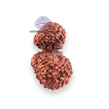 Load image into Gallery viewer, 17 Mukhi Gaurishankar Rudraksha from Indonesia - Bead No. 268
