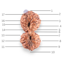 Load image into Gallery viewer, 17 Mukhi Gaurishankar Rudraksha from Indonesia - Bead No. 269
