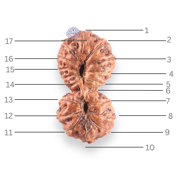 17 Mukhi Gaurishankar Rudraksha from Indonesia - Bead No. 269