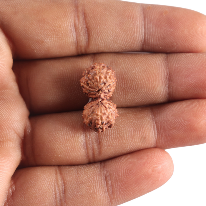17 Mukhi Gaurishankar Rudraksha from Indonesia - Bead No. 269