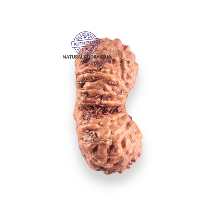 17 Mukhi Gaurishankar Rudraksha from Indonesia - Bead No. 269