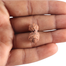 Load image into Gallery viewer, 17 Mukhi Gaurishankar Rudraksha from Indonesia - Bead No. 270
