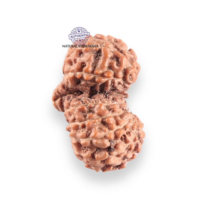 17 Mukhi Gaurishankar Rudraksha from Indonesia - Bead No. 270