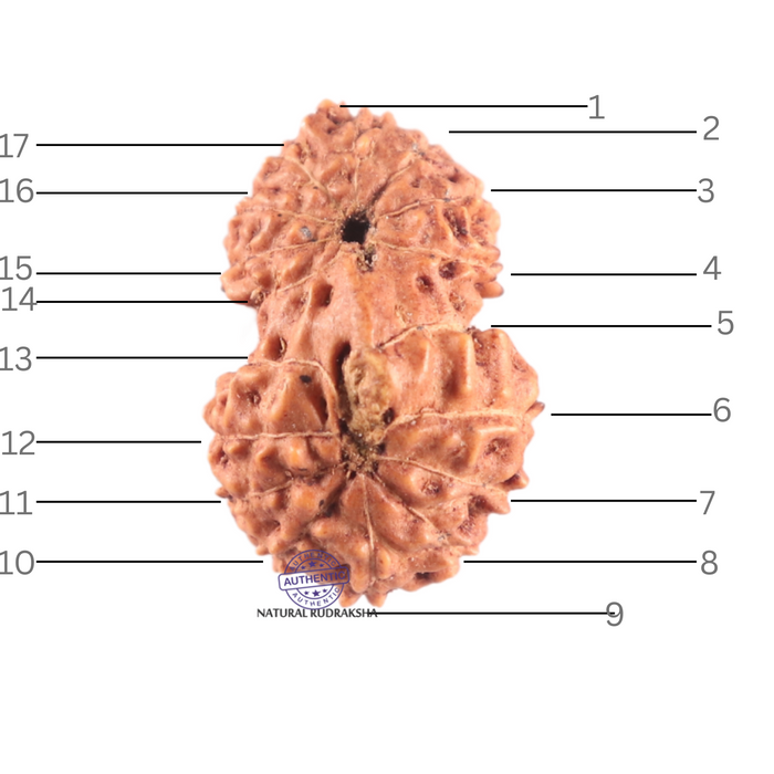 17 Mukhi Gaurishankar Rudraksha from Indonesia - Bead No. 271