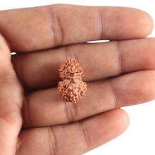 Load image into Gallery viewer, 17 Mukhi Gaurishankar Rudraksha from Indonesia - Bead No. 271
