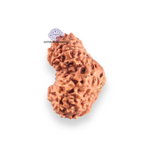 Load image into Gallery viewer, 17 Mukhi Gaurishankar Rudraksha from Indonesia - Bead No. 271
