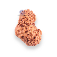 Load image into Gallery viewer, 17 Mukhi Gaurishankar Rudraksha from Indonesia - Bead No. 271
