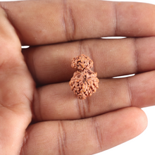 Load image into Gallery viewer, 17 Mukhi Gaurishankar Rudraksha from Indonesia - Bead No. 272
