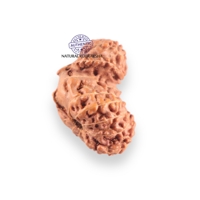 17 Mukhi Gaurishankar Rudraksha from Indonesia - Bead No. 272