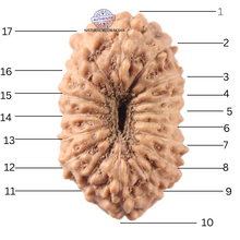 Load image into Gallery viewer, 17 Mukhi Rudraksha from Indonesia - Bead No. 273
