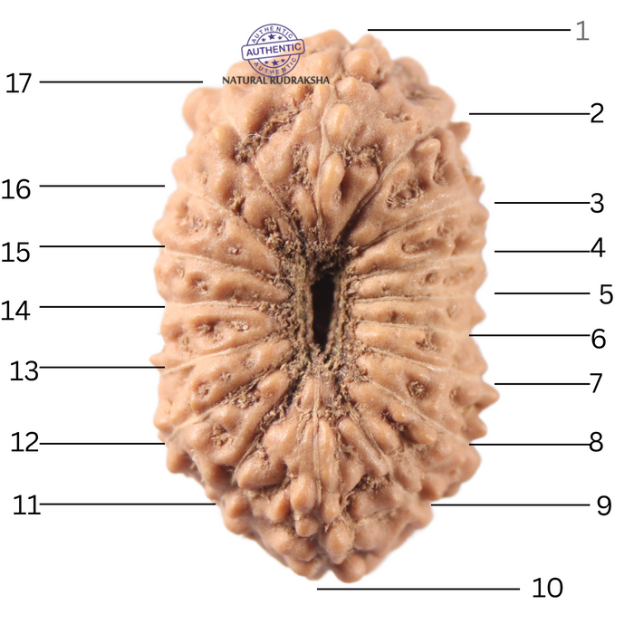 17 Mukhi Rudraksha from Indonesia - Bead No. 273