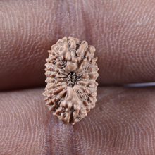 Load image into Gallery viewer, 17 Mukhi Rudraksha from Indonesia - Bead No. 273
