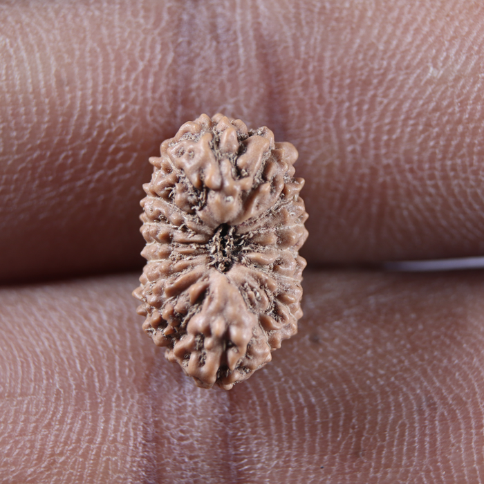 17 Mukhi Rudraksha from Indonesia - Bead No. 273
