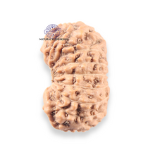 Load image into Gallery viewer, 17 Mukhi Rudraksha from Indonesia - Bead No. 273
