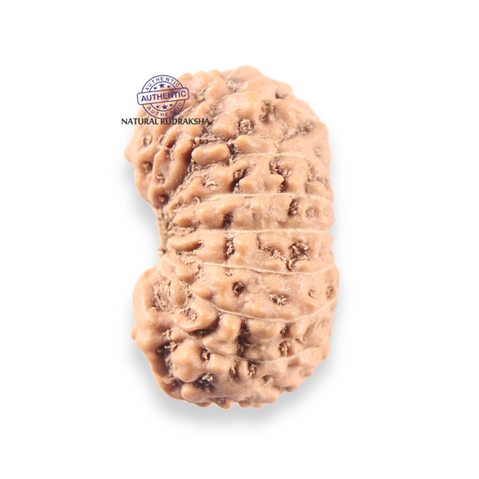17 Mukhi Rudraksha from Indonesia - Bead No. 273