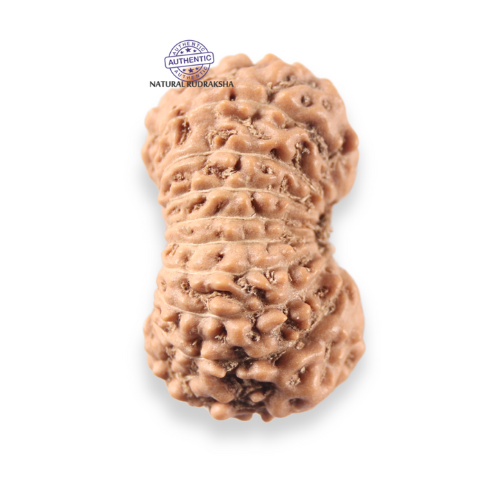 17 Mukhi Rudraksha from Indonesia - Bead No. 273