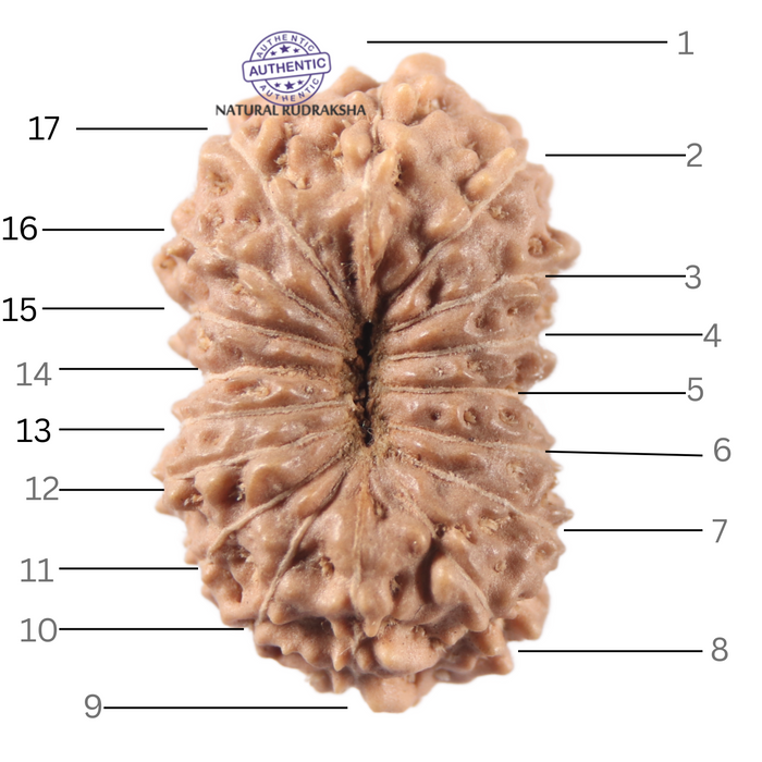 17 Mukhi Rudraksha from Indonesia - Bead No. 274