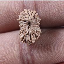 Load image into Gallery viewer, 17 Mukhi Rudraksha from Indonesia - Bead No. 274

