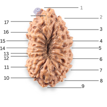 Load image into Gallery viewer, 17 Mukhi Rudraksha from Indonesia - Bead No. 275
