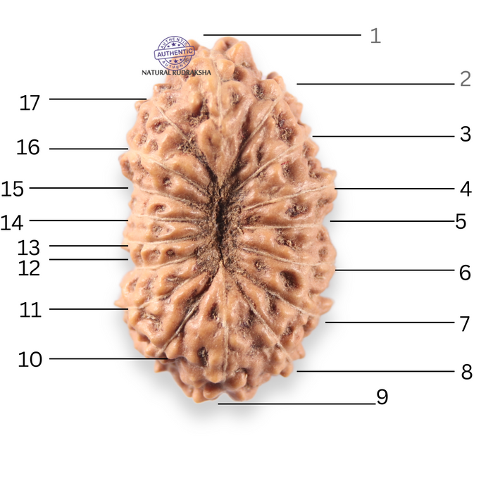 17 Mukhi Rudraksha from Indonesia - Bead No. 275